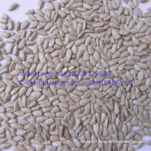 Top Quality Sun Flower Seed Kernel